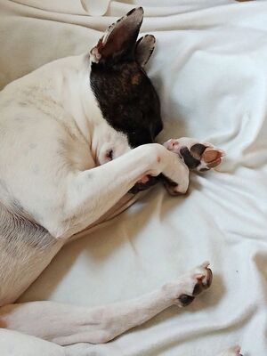 Mark, Franz.Bulldogge- Bodeguero Andaluz - Mix - Rüde