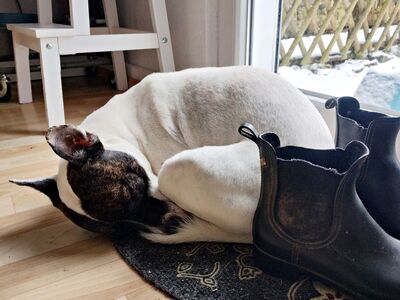 Mark, Franz.Bulldogge- Bodeguero Andaluz - Mix - Rüde