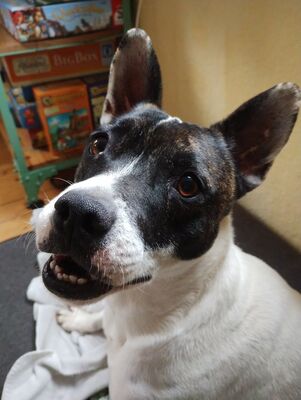 Mark, Franz.Bulldogge - Bodeguero - Mix - Rüde