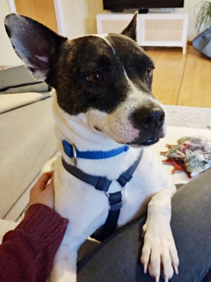 Mark, Französische Bulldogge - Bodeguero Andaluz - Mix - Rüde