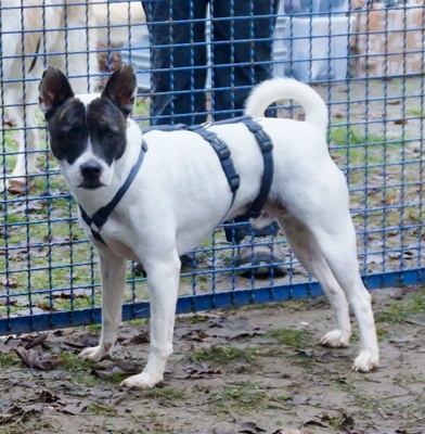 Mark, Französische Bulldogge - Bodeguero Andaluz - Mix - Rüde