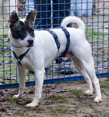 Mark, Französische Bulldogge - Bodeguero Andaluz - Mix - Rüde