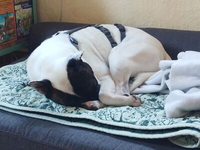 Mark, Französische Bulldogge - Bodeguero Andaluz - Mix - Rüde