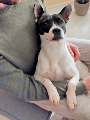 Mark, Französische Bulldogge - Bodeguero Andaluz - Mix - Rüde