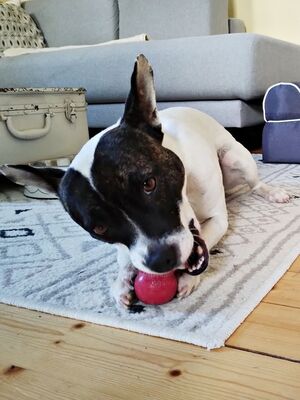Mark, Französische Bulldogge - Bodeguero - Mix - Rüde