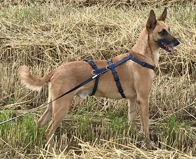 Mark, Podenco Mix - Rüde