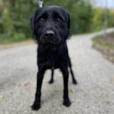 💥Marko Drahthaar- Vizsla- Mischling ist ein großer Schmuser der sehnlichst ein Zuhause sucht💥, Drahthaar- Vizsla- Mischling - Rüde