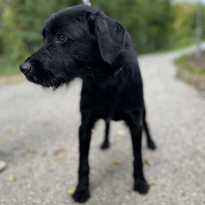 💥Marko Drahthaar- Vizsla- Mischling ist ein großer Schmuser der sehnlichst ein Zuhause sucht💥, Drahthaar- Vizsla- Mischling - Rüde