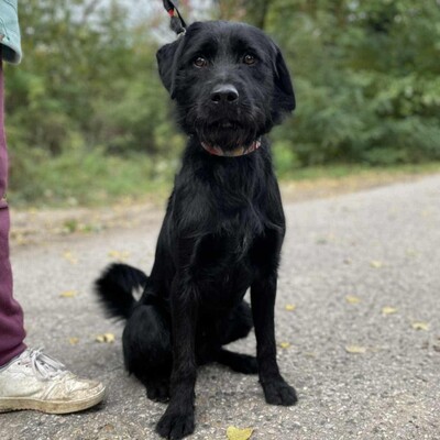💥Marko Drahthaar- Vizsla- Mischling ist ein großer Schmuser der sehnlichst ein Zuhause sucht💥, Drahthaar- Vizsla- Mischling - Rüde