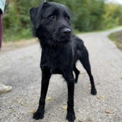 💥Marko Drahthaar- Vizsla- Mischling ist ein großer Schmuser der sehnlichst ein Zuhause sucht💥, Drahthaar- Vizsla- Mischling - Rüde