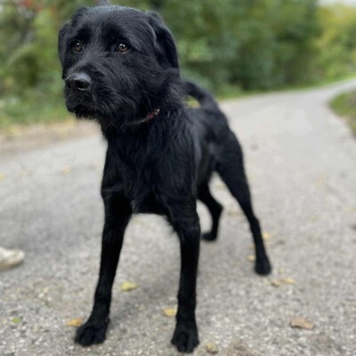💥Marko Drahthaar- Vizsla- Mischling ist ein großer Schmuser der sehnlichst ein Zuhause sucht💥, Drahthaar- Vizsla- Mischling - Rüde