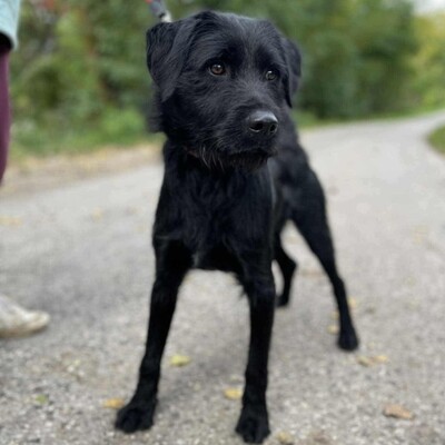 💥Marko Drahthaar- Vizsla- Mischling ist ein großer Schmuser der sehnlichst ein Zuhause sucht💥, Drahthaar- Vizsla- Mischling - Rüde