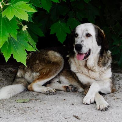 Markos - wartet noch immer auf seine große Chance, Hirtenhund-Mischling - Rüde