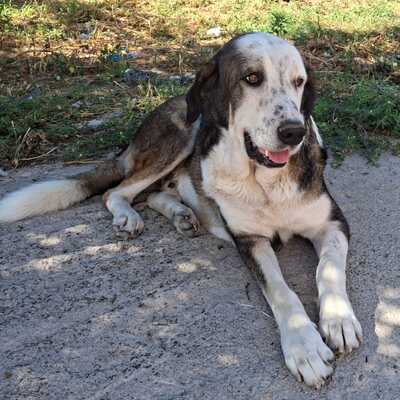 Markos - wartet noch immer auf seine große Chance, Hirtenhund-Mischling - Rüde
