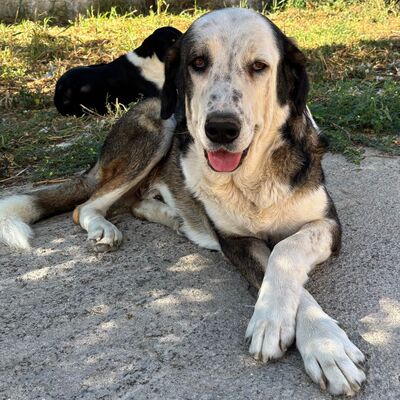Markos - wartet noch immer auf seine große Chance, Hirtenhund-Mischling - Rüde