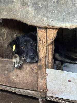 Marla, Mischling - Hündin