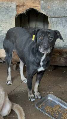 Marla, Mischling - Hündin