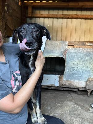 Marla, Mischling - Hündin