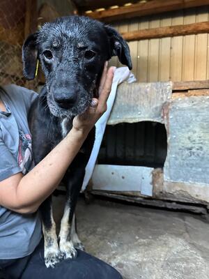 Marla, Mischling - Hündin