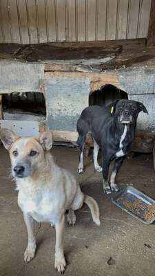 Marla, Mischling - Hündin