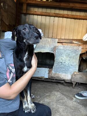 Marla, Mischling - Hündin