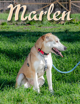 Marlen – sucht ihren sicheren Hafen, Mischling - Hündin