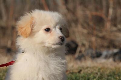 Marlena, Mix Welpen - Hündin