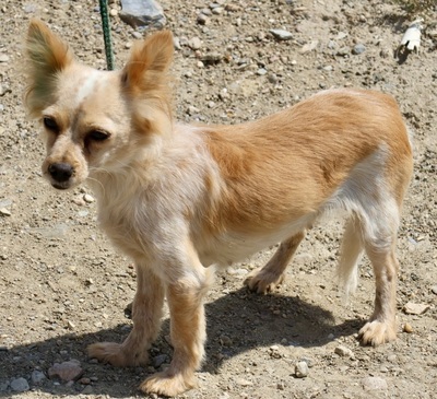 Marlene, Mix - Hündin