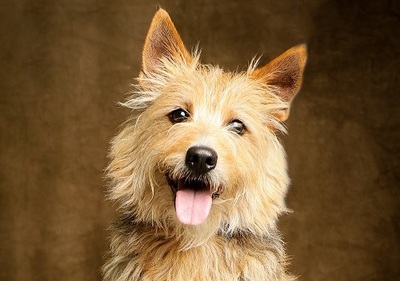 Marley Cairn Terrier- Yorkie Mix wartet schon lange, Yorkshire- Cairn Terrier - Rüde