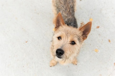 Marley Cairn Terrier- Yorkie Mix wartet schon lange, Yorkshire- Cairn Terrier - Rüde