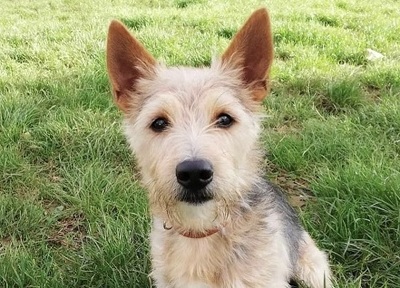 Marley Cairn Terrier- Yorkie Mix wartet schon lange, Yorkshire- Cairn Terrier - Rüde