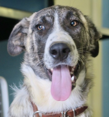 Marley, Mastin Espanol Mix - Rüde