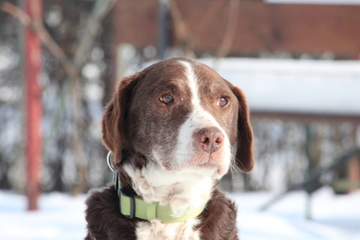 Marley, Mischling - Rüde