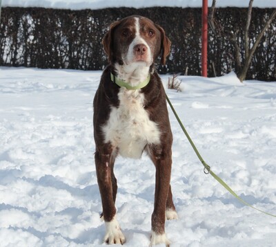 Marley, Mischling - Rüde