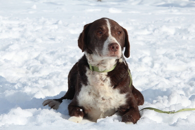Marley, Mischling - Rüde