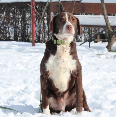 Marley, Mischling - Rüde