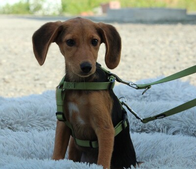 Marley, Mischling Welpen - Rüde 1