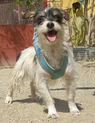 Marley, Mix - Rüde