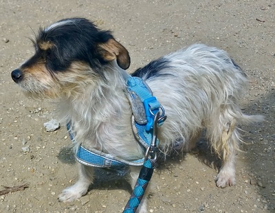 Marley, Mix - Rüde