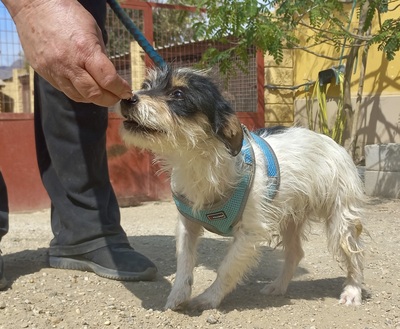 Marley, Mix - Rüde