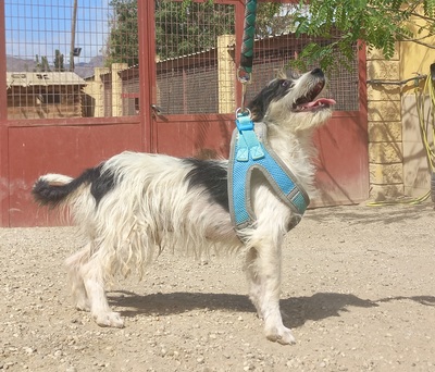 Marley, Mix - Rüde
