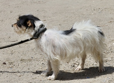 Marley, Mix - Rüde