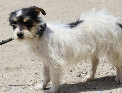 Marley, Mix - Rüde