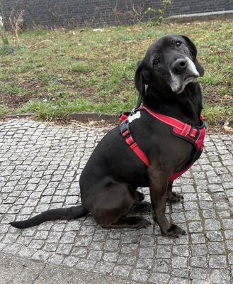 Marley - NOTFALL -, Mix - Rüde