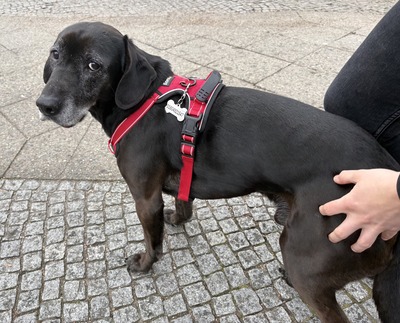 Marley - NOTFALL -, Mix - Rüde