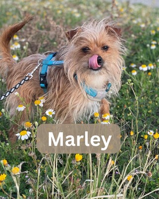 Marley, Yorkshire (Mix) - Rüde