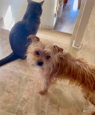 Marley, Yorkshire (Mix) - Rüde