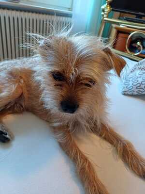 Marley, Yorkshire (Mix) - Rüde