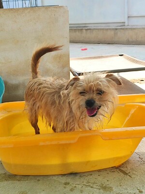 Marley, Yorkshire (Mix) - Rüde