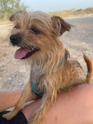 Marley, Yorkshire (Mix) - Rüde